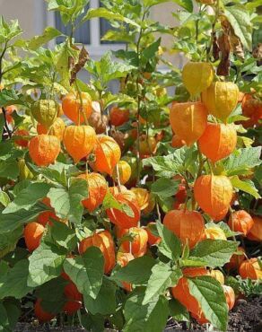 Physalis1
