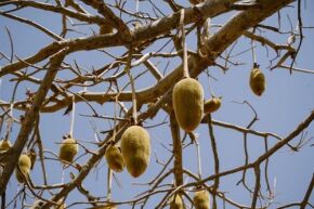 Baobab1