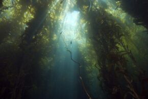 Kelp1