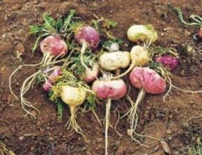 Maca1
