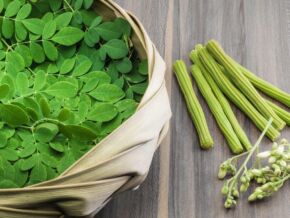 Moringa1