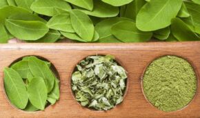 Moringa2