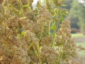 Quinoa1