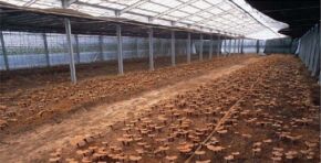 Reishi1