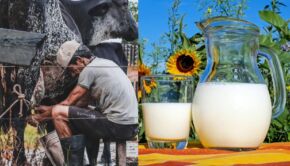 Surové mlieko vs. konvenčné mlieko