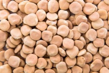 Lupina (vlčí bôb)