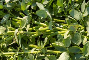Edamame - 7 účinků na zdraví