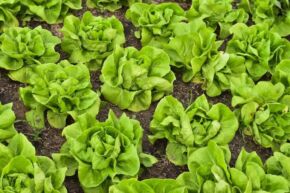 Salat 1