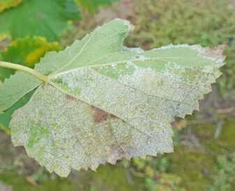Peronospora
