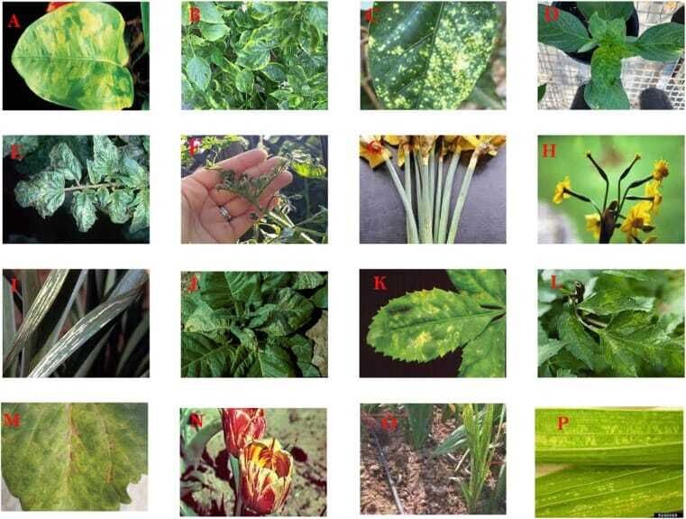 Jak identifikovat virové infekce, zdroj: sciencedirect.com