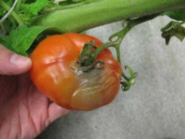šedá plíseň na rajčeti, zdroj: vegetablegrowersnews.com