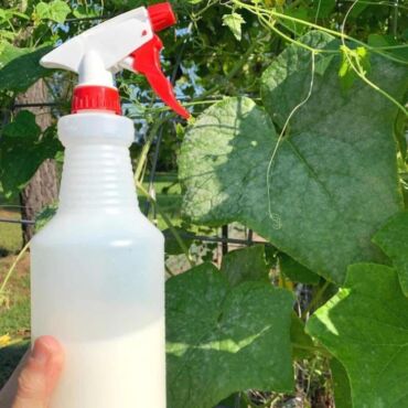 Jak léčit padlí, zdroj: plantcaretoday.com