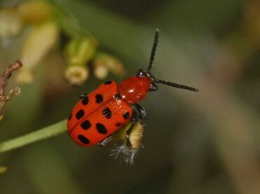 chřestovníček dvanáctitečkový, zdroj: en.wikipedia.org