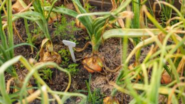 Jak identifikovat bílou hnilobu, zdroj: epicgardening.com