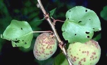 klasterosporióza na ovoci, zdroj: ipm.ucanr.edu