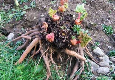 Jak identifikovat krčkovou hnilobu, zdroj: lovelygreens.com