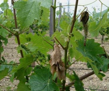 Jak identifikovat zobonosku révovou, zdroj: ephytia.inra.fr