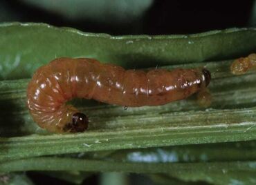 Larva obaleče, zdroj: treefruit.wsu.edu