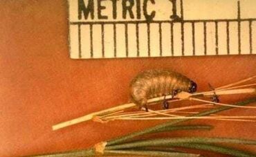 Larva chřestovníčka, zdroj: ipm.ucanr.edu