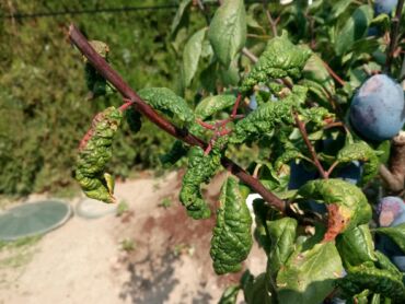Jak identifikovat virus nekrotické kroužkovitosti, zdroj: gardening.stackexchange.com