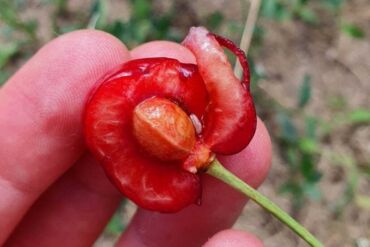 Malá bílá larva v třešni, zdroj: plantura.garden