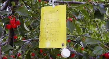 Jak předcházet vrtuli třešňové, zdroj: plantura.garden